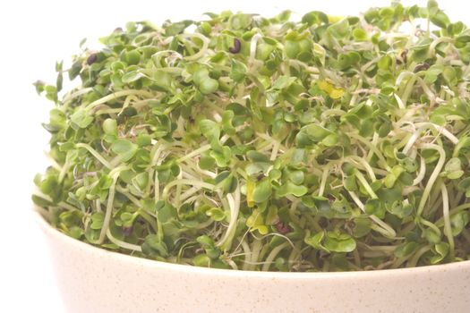 Isolated macro image of broccoli sprouts.
