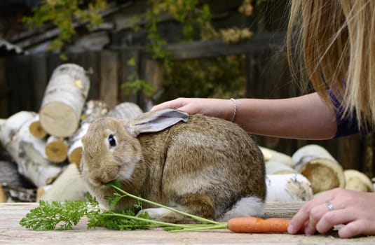 girl stroks rabbit and feeds on carrot 