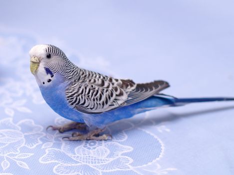  blue parrot undulatus melopsittacus on blue         