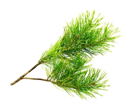one green cedar branch on white isolated