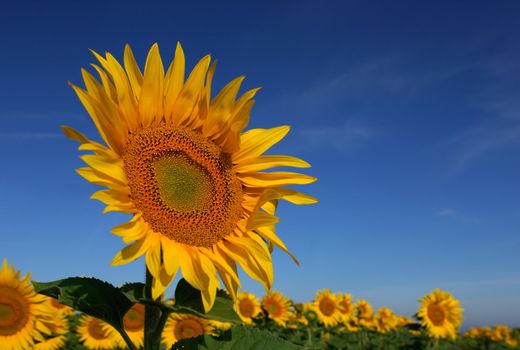 Image shows a sunflower standing above the rest in a field under a clear blue morning sky