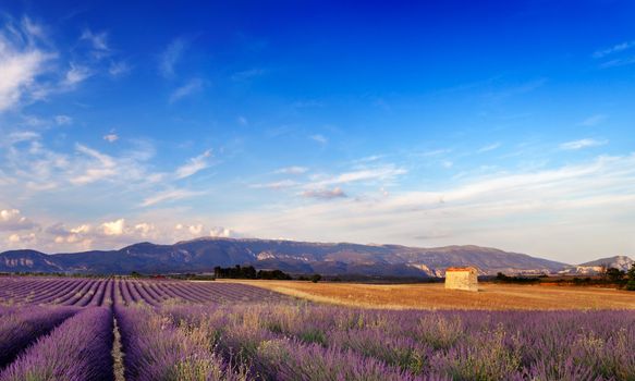Landscape image with a lavender field and a small barn in Provence, France. 