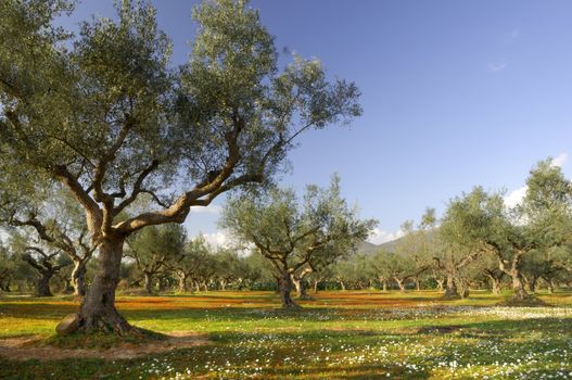 Image shows an olive tree field from the famous Kalamata region in southern Greece