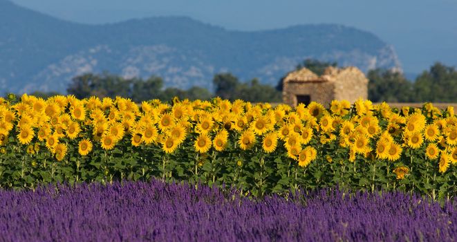 Image shows a typical colorful landscape in Provence, France. A sunflower field is combined with a lavender field in the foreground and a neglected barn in the background.  