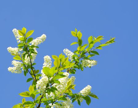 blooming  bird cherry tree brunch on blue