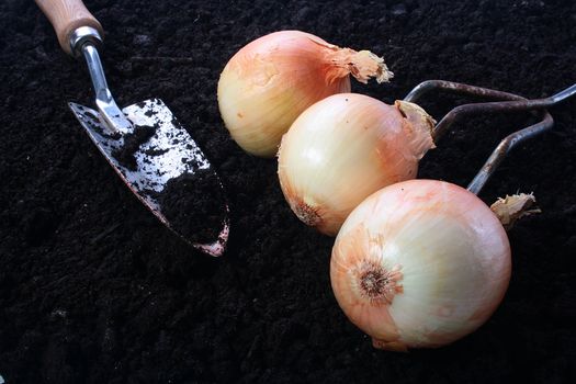 Harvesting. Onions on the soil. On a background a shovel and a rake.