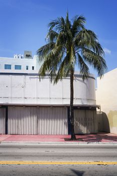 A palm tree is planted in front of a building on a major street in Miami, Florida.