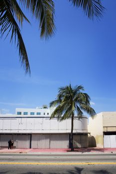 A palm tree is planted in front of a building on a major street in Miami, Florida.