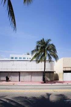 A palm tree is planted in front of a building on a major street in Miami, Florida.