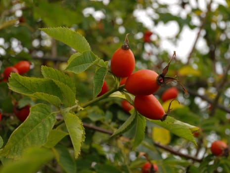 very nice fruit of dog-rose