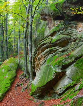 Colorful vertical panorama  in the forest