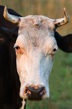 Close-up picture showing a cow with horns.