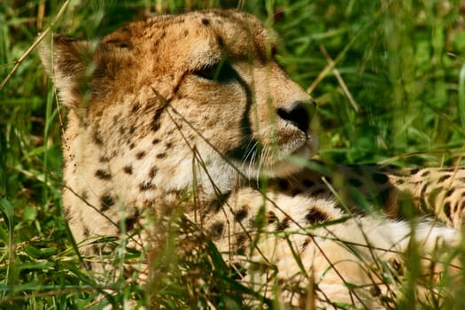 Cheetah in Polish Zoo in Gdansk City