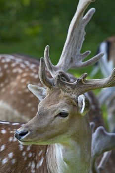 young deer on the grassland