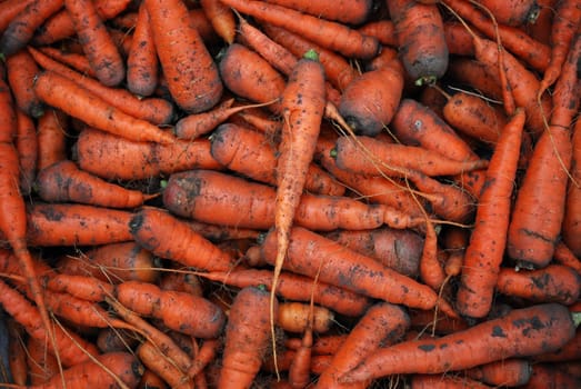 A Head of Orange Gathered Carrots with Mud