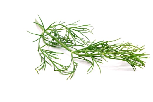 Green Fennel Branch Isolated on White Background