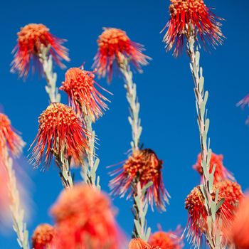 Red Desert plant in South Africa against a blue sky - Square