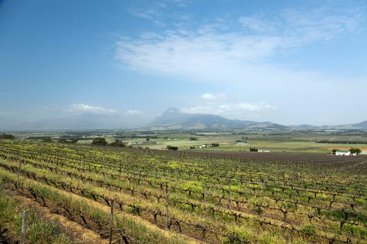 Vineyard or winery in South Africa - horizontal format