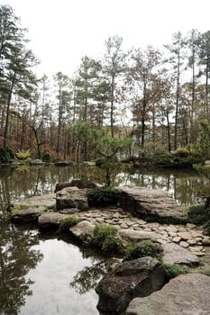 A tranquil pond and pine tree alone in the woods