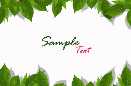 Green leaves on white background