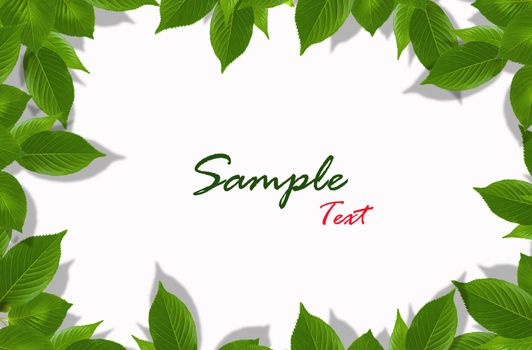 Green leaves on white background