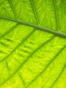 Beautiful green leaf captured against the sun