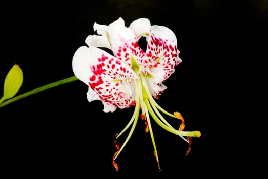 Lilium speciosum var. gloriosoides was the most beautiful flower in East Asian. It only live in Taiwan.