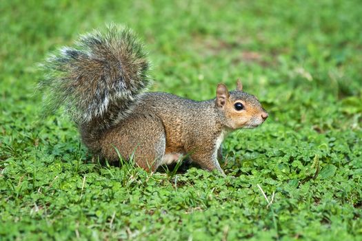 Little curious squirrel on green meadow in Italy