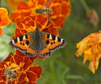 a small Tortoiseshell Butterfly (Nymphalis urticae or Aglais urticae) and Honey Bees collecting nectar from French Marigolds 