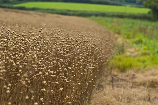 an image of the side of a field of ruined Flax crop caused by the bad English summer, also blamed on global warming and climate change. Flax crop is used in the production of linseed oil amoungst other things.