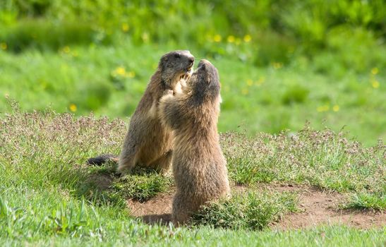 two marmots struggle in a green meadow in Italian dolomites