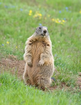 marmot standing as sentinel on a green meadow in italian dolomites