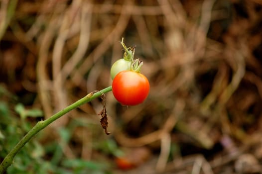 pair of green and red tomatoes closeup