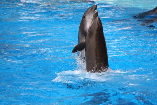happy dolphins jumping out of the water