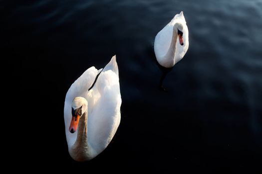 A while swan against a black background