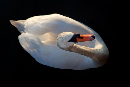 A while swan against a black background