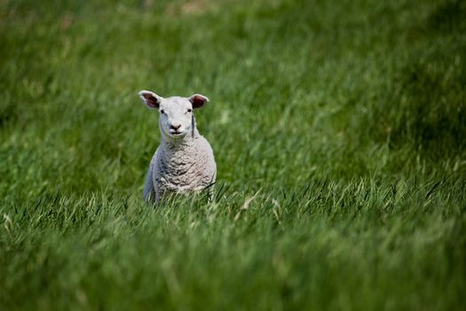 A lamb isolated against a green meadow