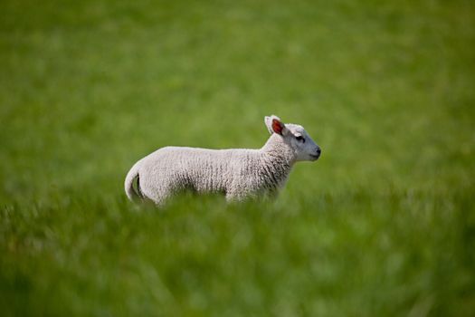 A lamb running in a green meadow of grass