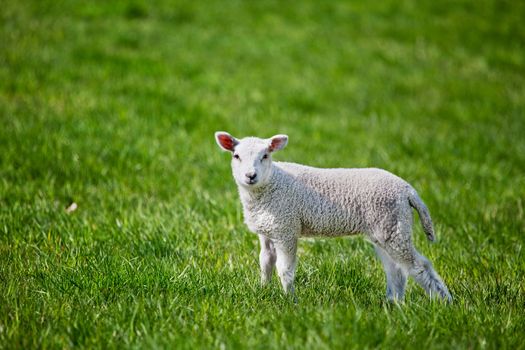 A small spring lamb isolated on green grass