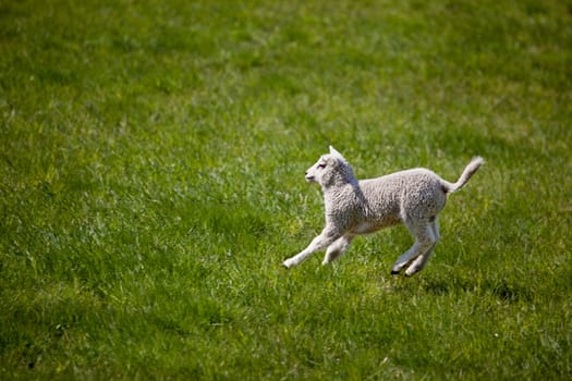 A young lamb running and jumping in a green field.