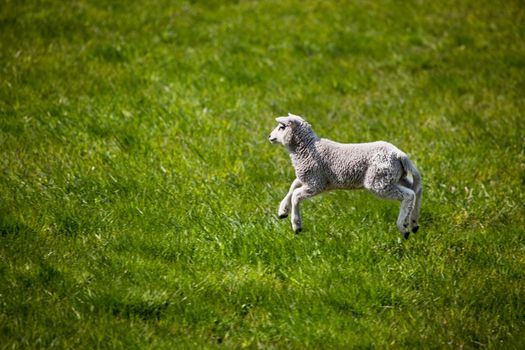 A young lamb running and jumping in a green field.