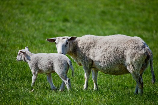 A mother sheep, a ewe, with her lamb in a green pasture