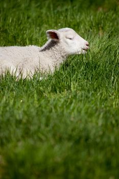 A happy smiling lamb in a bed of green grass