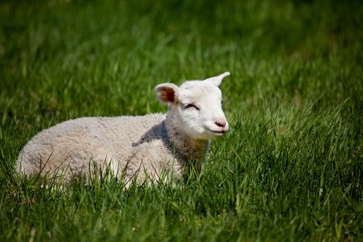 A happy lamb laying in a pasture of grass