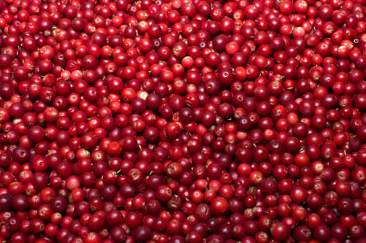 Background from berries of a red ripe cowberry.