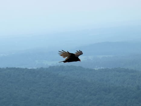 Hawk soaring about the mountains in North Carolina. Photo taken at Stone Mountain State PArk.