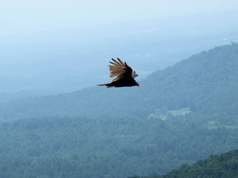 Hawk soaring about the mountains in North Carolina