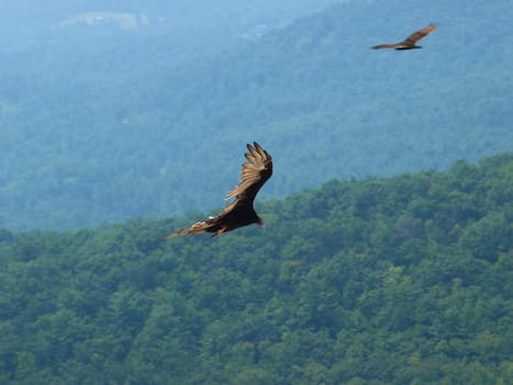 Hawk soaring about the mountains in North Carolina