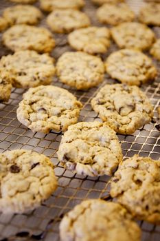 Freshly backed chocolate chip cookies - shallow depth of field