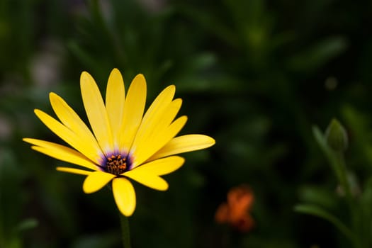 An osteospermum isolated against a green grass background